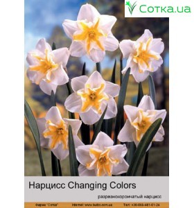 Нарцис Changing Colors