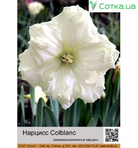 Нарцис Colblanc