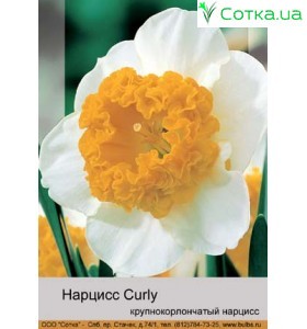 Нарцис Curly