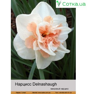 Махровий  нарцис Delnashaugh