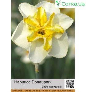 Бабочковидный нарцисс Donaupark
