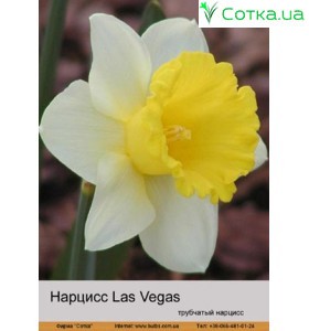 Нарцис Las Vegas
