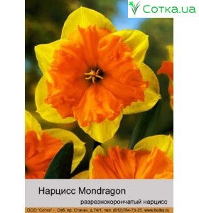 Нарцис Mondragon