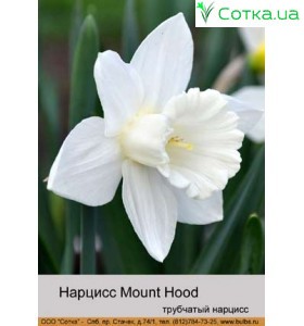 Нарцис Mount Hood