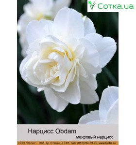 Нарцис Obdam