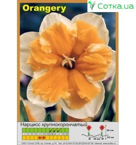 Разрезнокорончатый нарцисс Orangery