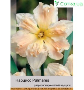 Нарцис Palmares
