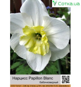  Метеликоподібний  нарцис Papillon Blanc