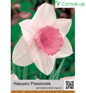 Нарцис Passionale