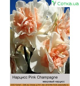 Махровий нарцис Pink Champagne