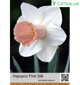 Нарцис Pink Silk