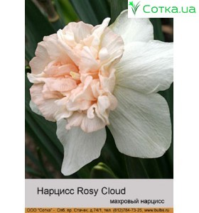 Махровий нарцис Rosy Cloud