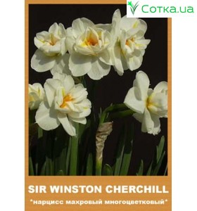 Махровый нарцисс Sir Winston Churchill