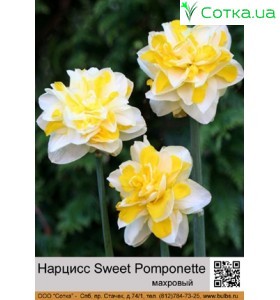 Махровий нарцис Sweet Pomponette