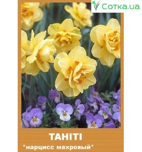 Нарцис Tahiti