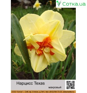 НарцисTexas