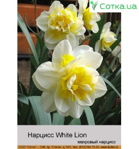 Нарцис махровий White Lion