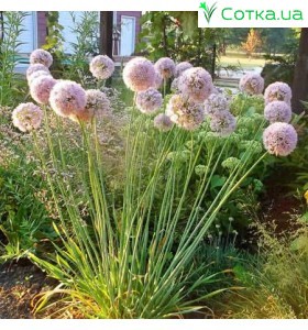 Лук декоративный (Allium) Pink Planet