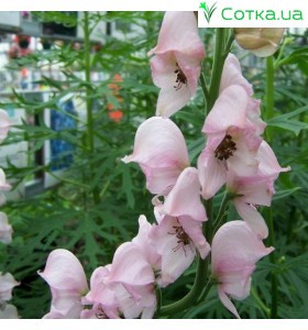 Аконит (Aconitum) Rubellum