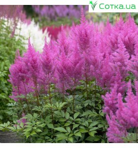 Астильба Арендса (Astilbe) (A) Gloria Purpurea