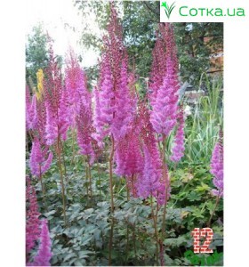 Астильба китайская (Astilbe) (C) Purperkerze