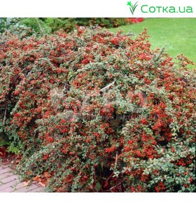 Кизильник Даммера Coral Beauty
