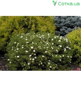Лапчатка кущова Tilford Cream