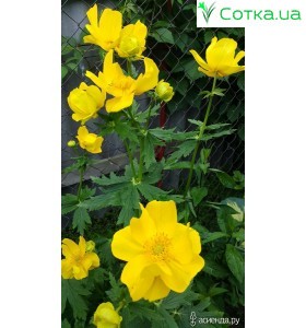 Троллиус (Trollius) stenopetalus
