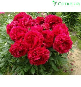 Пион (Paeonia) Carol