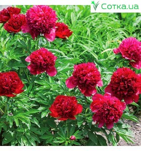 Пион (Paeonia) Adolphe Rousseau