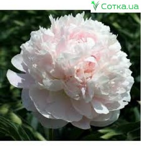 Півонія (Paeonia) Albert Crousse