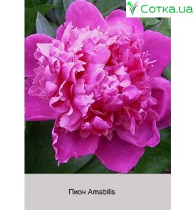 Пион Amabilis