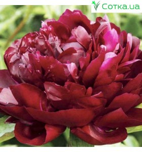 Півонія (Paeonia)Armani®
