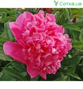 Пион (Paeonia) Augustin d'Hour