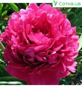 Півонія (Paeonia) Avis Varner
