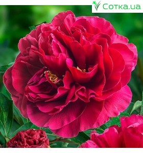 Пион (Paeonia) Belgravia