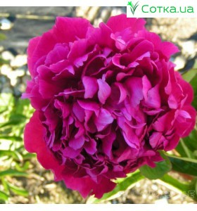 Пион (Paeonia) Best Man