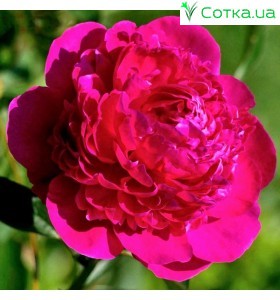 Пион (Paeonia) Big Ben