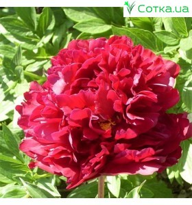 Півонія (Paeonia)Big Red Boomer Sooner