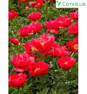 Пион (Paeonia) Blaze
