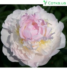 Півоня (Paeonia) Blush Queen