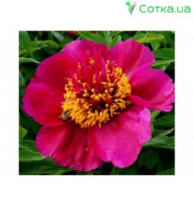 Півонія (Paeonia) Burst of Joy