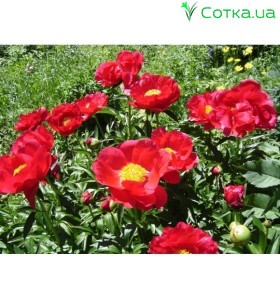 Пион (Paeonia) Carina