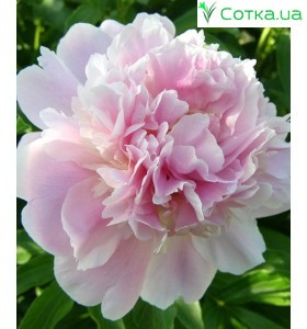 Пион (Paeonia) Catharina Fontyn