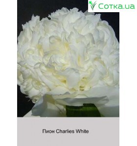 Пион Charlies White