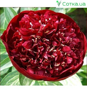 Півонія (Paeonia)Chocolate Soldier