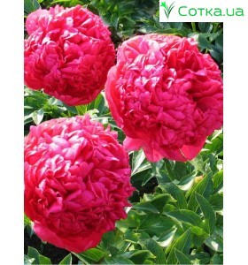 Півонія (Paeonia) Command Performance