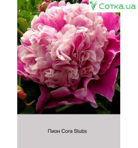 Пион Cora Stubs
