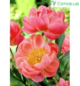 Пион Coral Charm