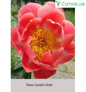 Пион Coral 'n Gold